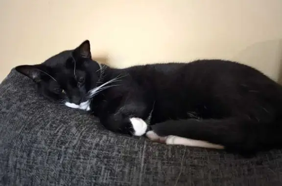 Missing Tuxedo Cat, 4 Years Old, Aldbourne Rd