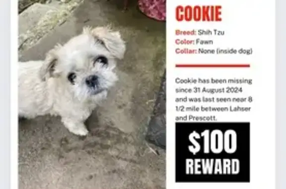 Lost Shih Tzu: Blind, Light-Colored, No Tags