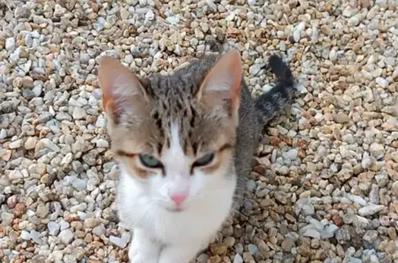Chat tigré femelle trouvé à Louannec - photo