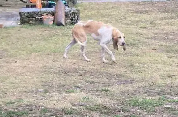 Chien trouvé à Bouzic, Côte de la Combe - photo