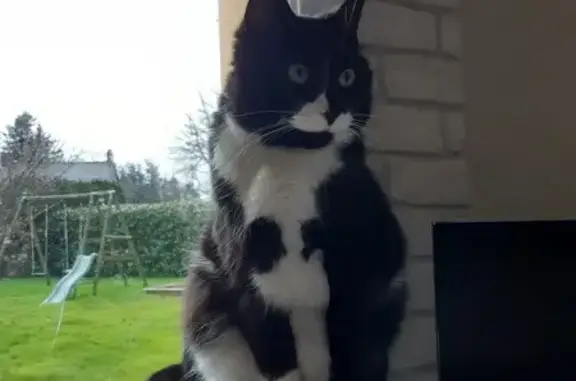 Chat perdu, Martigné-Ferchaud, photo: Chat noir et blanc disparu à Martigné-Ferchaud