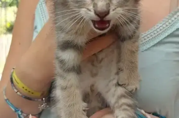 Chat trouvé , photo: Chaton trouvé aux Champs de Villiers