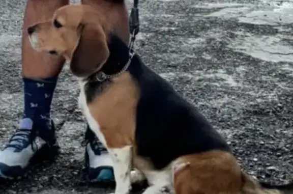 ¡Perro Beagle Perdido! Responde a 'Tatin'