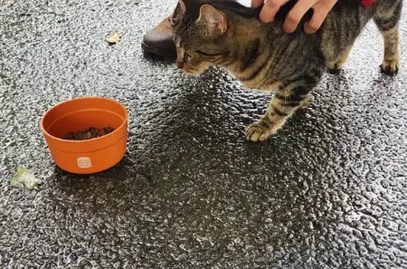 Chat trouvé devant le collège à Carquefou - photo