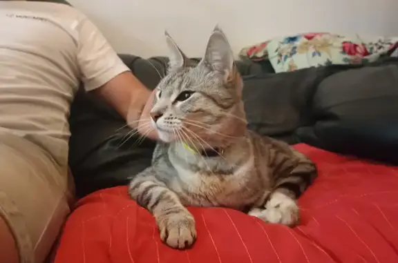 Chat tigré blanc/gris trouvé Rue de Coulmiers - photo