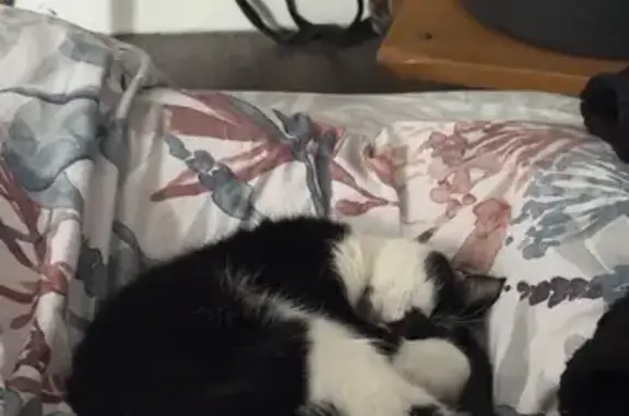 Chatte Leeloo disparue à Étueffont - photo