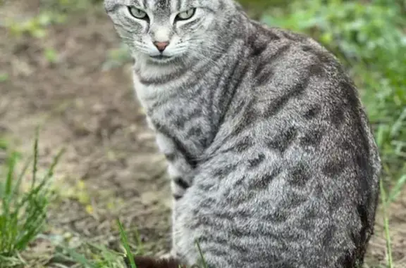 Chat perdu, Troyes, photo: Chat gris tigré perdu à Troyes