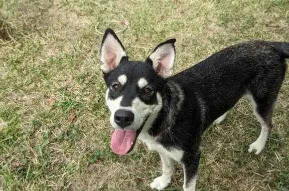Chien croisé husky noir/blanc trouvé à Montclar - photo