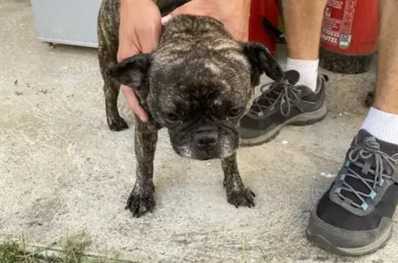 Animaux trouvés , photo: Bouledogue français femelle trouvé à Trensacq