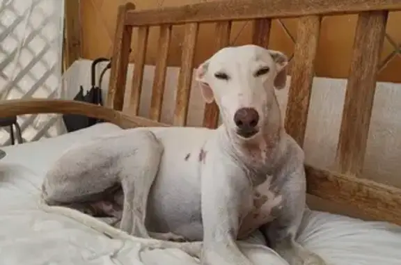 Galgo macho blanco encontrado en Almogía