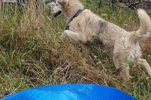 Chien type husky trouvé à Saint-Sulpice - photo