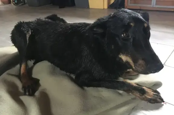 Chien type beauceron trouvé à Cléder - photo