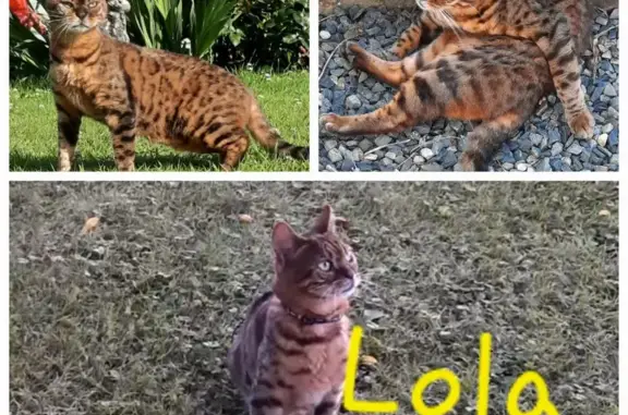 Chatte Bengal aveugle perdue à Pléhédel - photo