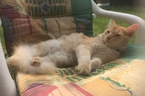 Chat perdu, Limoges, photo: Chat roux perdu, pucé, collier chatière