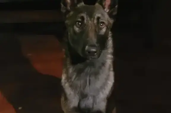 Missing: Female Brown Shepard, San Diego