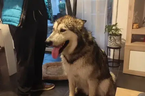 Chien trouvé , photo: Chienne Malamut trouvée, 2 ans, Myans
