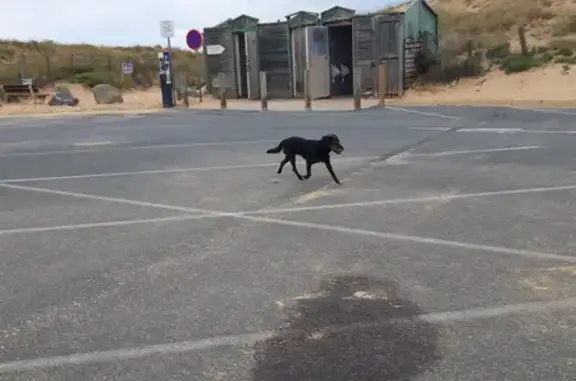 Chienne errante à la plage de la Terrière - photo