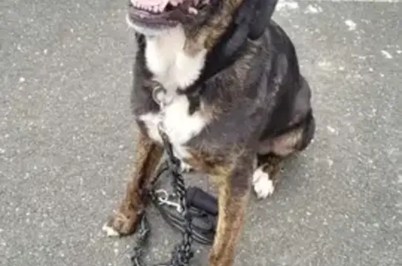 Chien perdu , photo : Chien perdu Rue de Motteux, 3, Le Ramage
