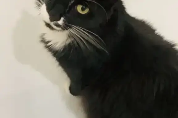 Animaux perdus Dijon, photo: Chat perdu : mâle noir et blanc, Dijon