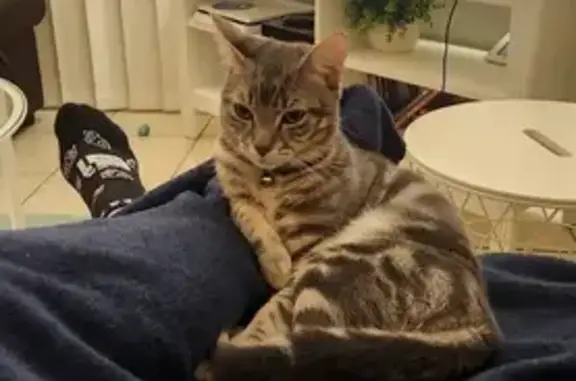 Lost Grey Striped Cat in Gold Coast Area