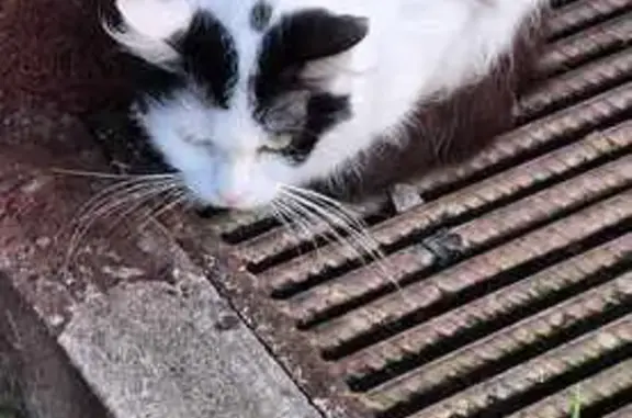 Chat trouvé Saint-Dié-des-Vosges, photo: Chat noir et blanc trouvé à Paris