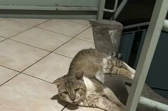 Chat trouvé à Villeneuve-lès-Avignon - photo