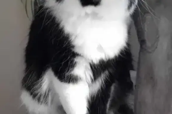 Chien perdu Cancale, photo : Chat noir et blanc disparu à Cancale