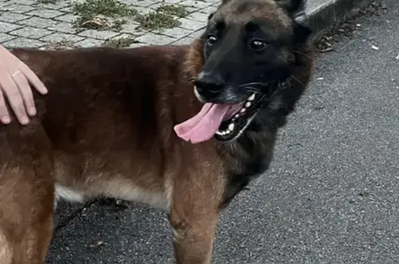 Chien trouvé Chauny, photo: Malinois trouvé Place Bouzier, Chauny