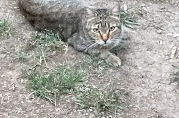Animaux trouvés Castelnau-le-Lez, photo: Chat tigré trouvé Av. Georges Frêche, 350