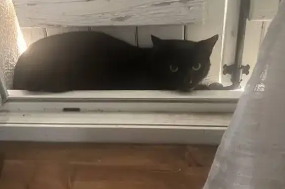Chat perdu, Domérat, photo: Chatte craintive disparue à Domérat