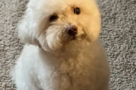 Lost Toy Poodle: White, Shy, Maplewood Ave