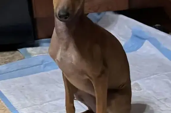 Lost Brown Italian Greyhound - Flemington