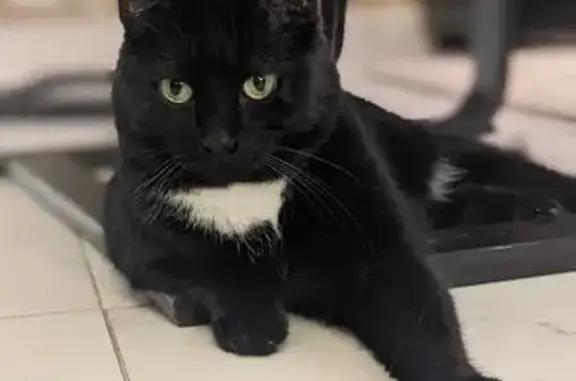 Animaux perdus Wavrin, photo: Chat noir et blanc perdu à Wavrin