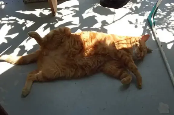 Animaux perdus , photo: Chat peureux disparu à Mazerolles