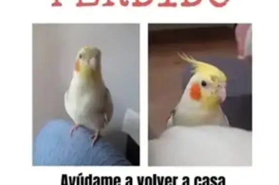 ¡Pájaro Ninfa Perlada Perdido en Fuenlabrada!