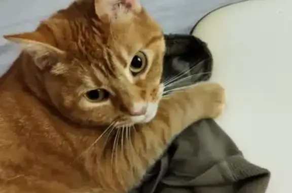 Chatte rousse disparue à Dagneux - photo