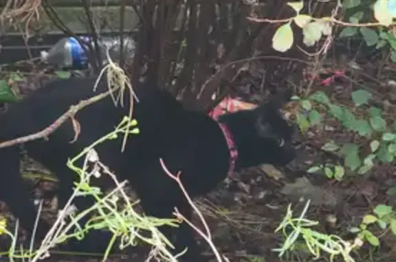 Chat noir errant avec collier rose trouvé - photo