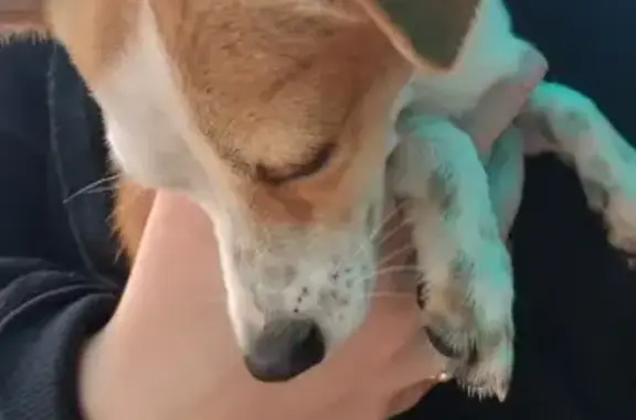 Jack Russel mâle trouvé à Noyal-Châtillon - photo