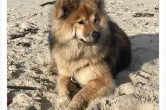 Eurasier fauve disparu à Brette-les-Pins - photo