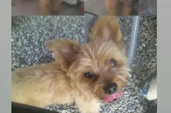 ¡Urgente! Perro mayor perdido en Cártama