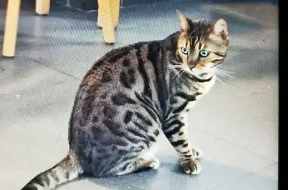 Animaux perdus Saint-Pierre-Quiberon, photo: Chat Bengal perdu à St-Pierre-Quiberon