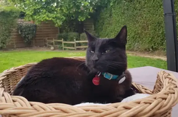 Animaux perdus Bussy-Saint-Georges, photo: Chat noir perdu à Bussy-Saint-Georges