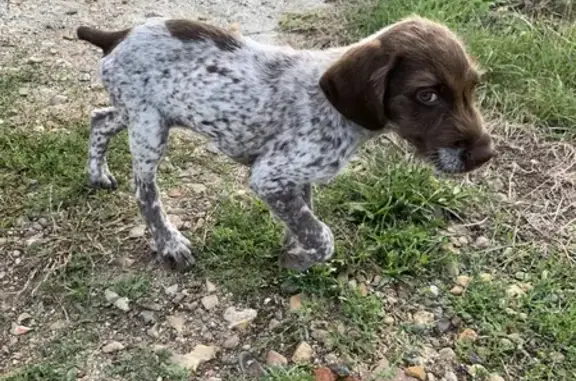 Chiot épagneul breton trouvé près du stade - photo