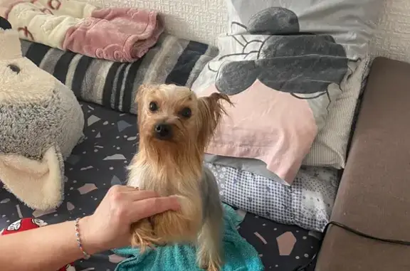 Missing Yorkshire Terrier - Laira St, 70