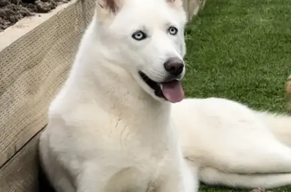 Missing White Husky - Contour Rd, Sydney