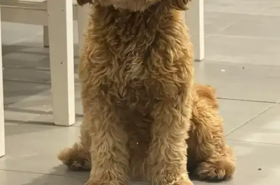 Lost Brown Male Cavoodle on Sixth Ave, 354