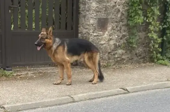 Berger allemand trouvé, collier rouge/noir, 2-3 ans - photo