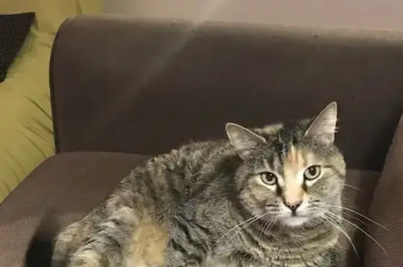 Animaux perdus Paris, photo: Chat perdu nuit du 1er sept, Paris 15e