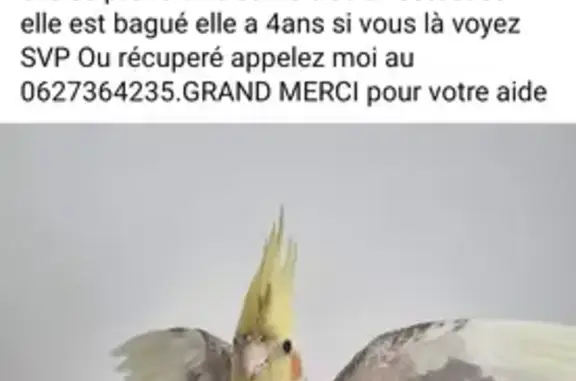 Animaux perdus La Seyne-sur-Mer, photo: Calopsitte jaune/grise perdue à La Seyne-sur-Mer