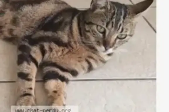 Chat tigré trouvé, yeux verts, Caussade - photo